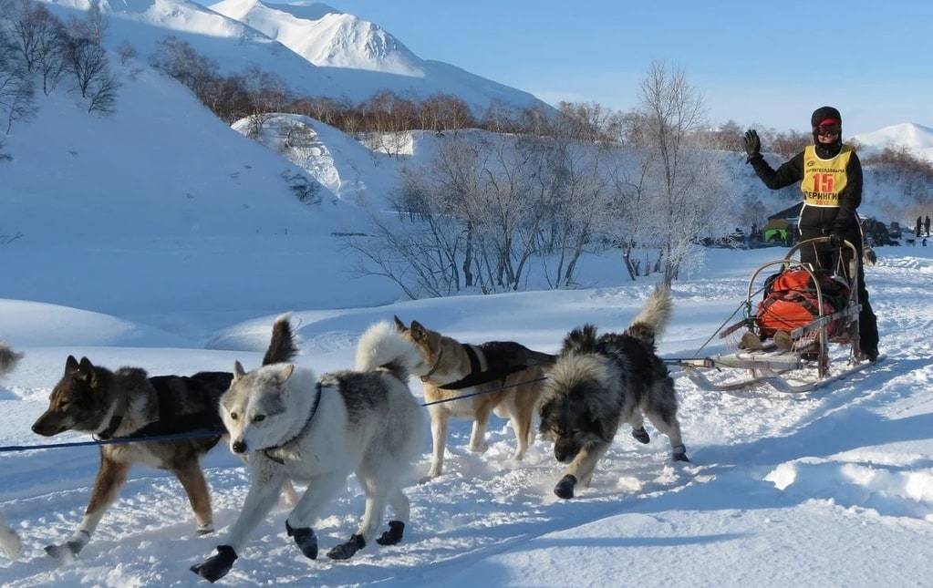À la découverte des terres sauvages : voyages inspirés par les animaux