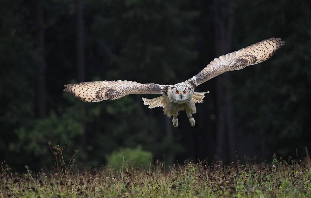 La quête de sens : le hibou comme guide spirituel