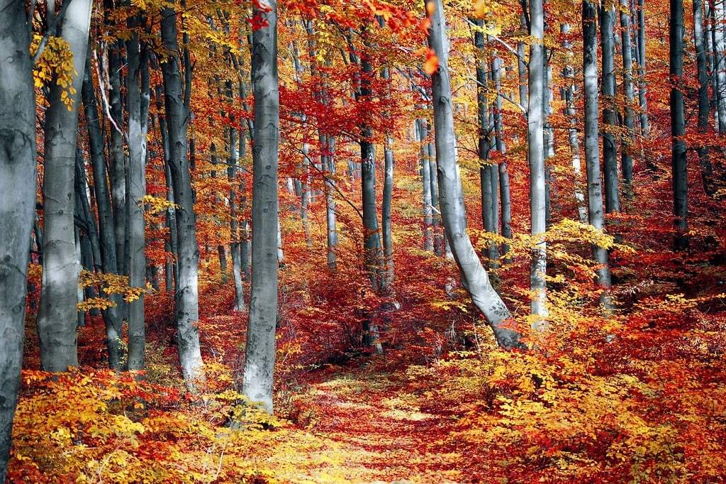Vivre sainement : les leçons tirées de la nature